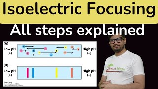 Isoelectric focusing in Hindi  Isoelectric focusing for proteins IEF [upl. by Atteval]