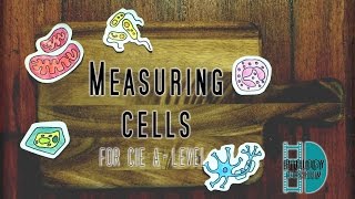 ALevel Biology  Measuring cells  Calibrate Eyepiece graticule Magnification Resolution [upl. by Lani]