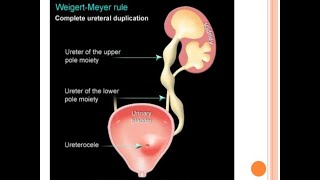 quotAnatomy of ureter quotcont [upl. by Nuawed]