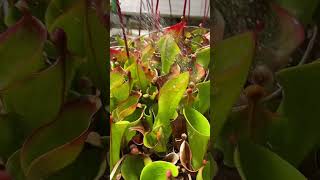 Watering Heliamphora carnivorousplant plant gardening pitcherplant houseplant [upl. by Enoed139]