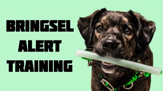 How to bringsel train your service dog [upl. by Anoek]