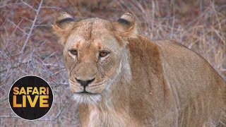 safariLIVE  Sunset Safari  August 28 2018 [upl. by Celinka121]