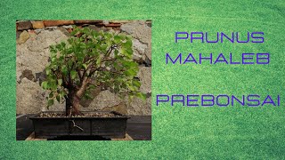 Prunus Mahaleb Prebonsai [upl. by Ahseiyn]