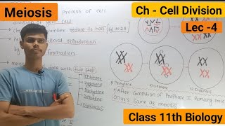 Meiosis  Stages Of Meiosis  Cell division [upl. by Genevra842]