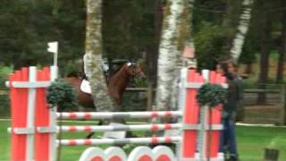 Remajeur de Ravel jumping stallion SF by Quite easy [upl. by Belen505]