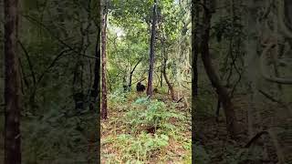 TADOBA 24 SEPTEMBER 2024 Alizanja Buffer Zone tadoba  Chota matka vs Sloth bear 🐻 fighting ❣️ [upl. by Omik]