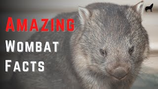 Top 10 Most Amazing Facts About Wombats  Quick Wombat Facts [upl. by Nanreh]