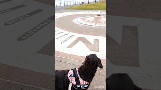 Adventure With Doggies  Filey Yorkshire Coast🐶🐾❤️🌳 shorts yorkshire  Filey Beach [upl. by Aicala]