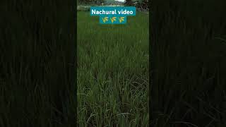 Nachural video 🌾🌾🌾 [upl. by Eryt944]