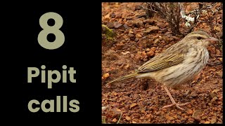 8 PIPIT CALLS from Southern Africa [upl. by Eliezer]