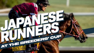 All The Japanese Contenders At The Breeders Cup  Del Mar 2024 [upl. by Luebke]