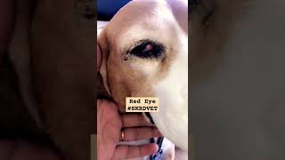 Understanding Red Eye amp Slightly Prolapsed Nictitating Membrane in Dogs Shorts SKRDVET NoCherry [upl. by Felice680]