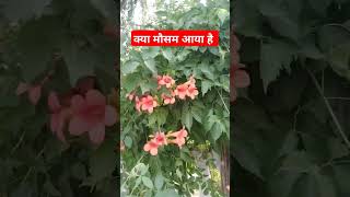 agri song quotkya mosam aya h sort stetas agri [upl. by Abate]