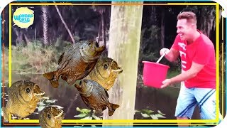 feeding piranhas live compilation 2017 piranhas fishing [upl. by Salomi]