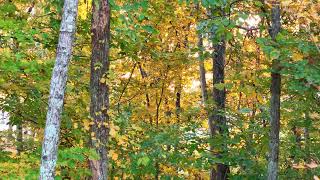 Tennesse Fall Foliage Drone Views  110724 dads house 3 [upl. by Swanhilda]