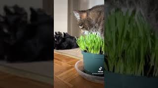 Funny Cat Videos Volume 11 [upl. by Drucilla]