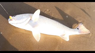 South Padre Island Surf Fishing Multispecies catch [upl. by Grover]