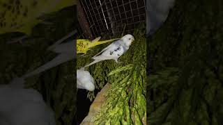 bajari Tote 2024birds youtube [upl. by Meela]