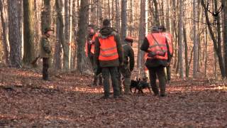 spoločná poľovačka na diviaky PZ Obyce  Machulince  common wild boar hunt [upl. by Aneehsit]