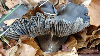 Hygrophorus marzuolus  Seta de marzo  Buen comestible  March mushroom 4k [upl. by Bollinger249]