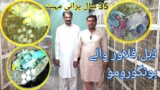 Hongoromo Budgies Fellow Budgies Breeding Setup Waqas Bhai Fellow Wale [upl. by Annauj]