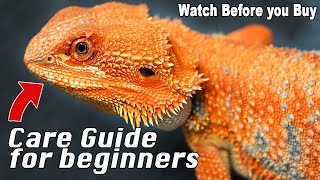 Bearded Dragon Care Made Simple [upl. by Orofselet383]