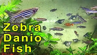 Aquarium Zebra Danio Fish Zebrafish [upl. by Isidro702]