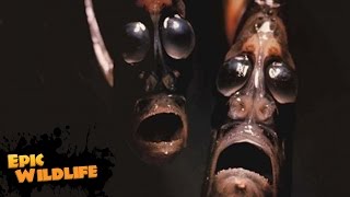 Deep Sea Hatchetfish [upl. by Magnien]