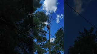 Safe and Efficient Pine Tree Removal and Climbing Techniques in Medina OH treecare arborist fyp [upl. by Ybeloc]