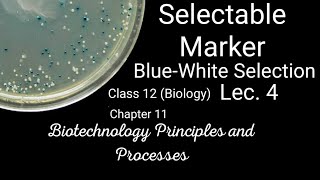 Bluewhite selectionlacZ gene as selectable markerinsertional inactivationclass12th Biologych11 [upl. by Paolo]