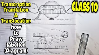 Class 10 Transcription Translation and Translocation Labelled Diagram hereditary and evolution [upl. by Echo600]