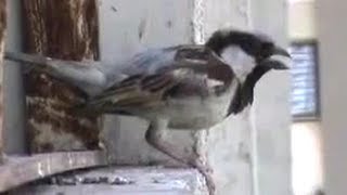 House sparrow singing sound [upl. by Kalasky]