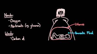 Anatomy of the female reproductive system [upl. by Irem718]