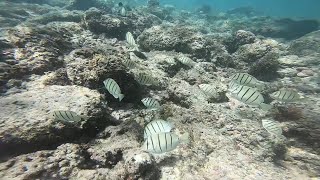 Snorkeling on Kauai [upl. by Tillion749]