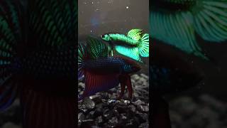 Betta Smaragdina Guitar 😎 wildbetta betta bettafish tropicalfish aquariumfish [upl. by Atinod280]