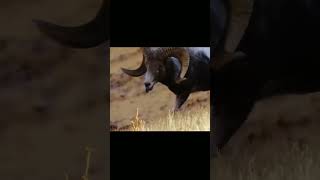 The mouflon is a nimble mountain acrobat shorts [upl. by Corney]