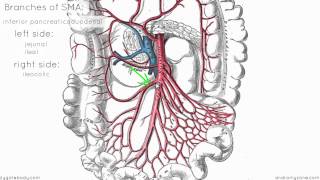 Superior Mesenteric Artery  Anatomy Tutorial [upl. by Kipp]