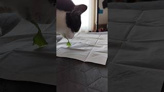 Megeszem de gazdi ettől még nem vagyok vegetáriánus 🐈 cat cute cutecat funny funnycat [upl. by Elyk]