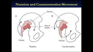 Nutation and Counter Nutation Of The Sacrum Iliac Joint [upl. by Leighland]