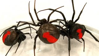 Deadly Spider Infestation How To Catch Lots Of Beautiful Redback Spiders [upl. by Arrotal166]