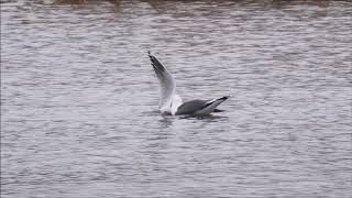 A Lesser Blackbacked Gull catching and killing a Blackheaded Gull at Woolston Eyes [upl. by Aneeb]