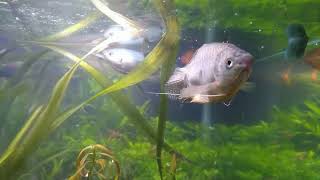 Gouramis are bad tankmates for shrimp [upl. by Ugo]