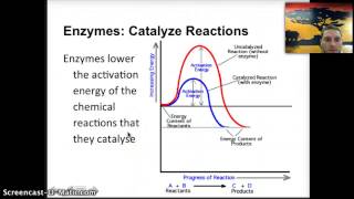 IB 25  Enzymes [upl. by Hgielrac252]