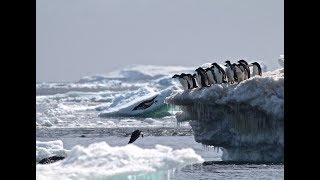 Científicos hallan población de más de 1 millón de Pingüinos adelaida en la Antártica [upl. by Renelle]