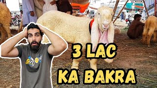 3 lac ka bakra 😳 Dar sb gussa kr gae 🤬 Bakra Eid Vlog  Eid ul Adha [upl. by Dewie]