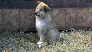 Ambient Puppies Puppy Tales DVD Trailer [upl. by Notneiuq43]