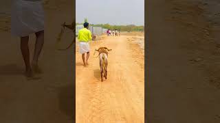 😱😱karnataka sheeps tagaru videos uncontrolled sheep fighting sheeps speed running sheeps lov [upl. by Oneal]