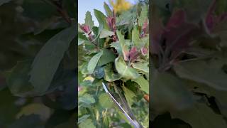 Lambs Quarters Goosefoot The FORGOTTEN Superfood You Must Try – Chenopodium Album Magic garden [upl. by Eladnar]