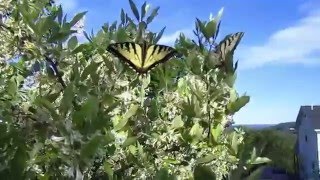 Permaculture Uses for Autumn Olive Elaeagnus umbellata [upl. by Behka]