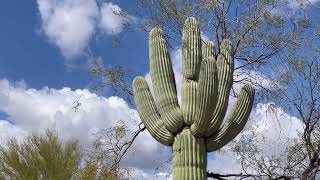 🌵Saguaro of the Day🌵 A HEART FULL OF SPIKES 💜 in a Sahuarita Lot Near The Hospital 💪👨‍⚕️🏥 [upl. by Ternan]